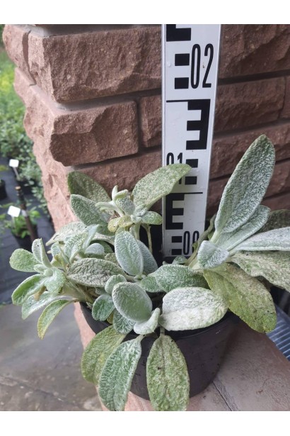 Чистець візантійський/ Стахіс шерстистий /Заячі вушка - 3л/вис.10-15см/Ø20-30см